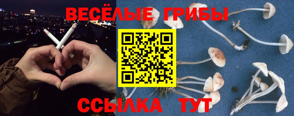 Псилоцибиновые грибы Psilocybe  Вход с VPN  Кушва 
